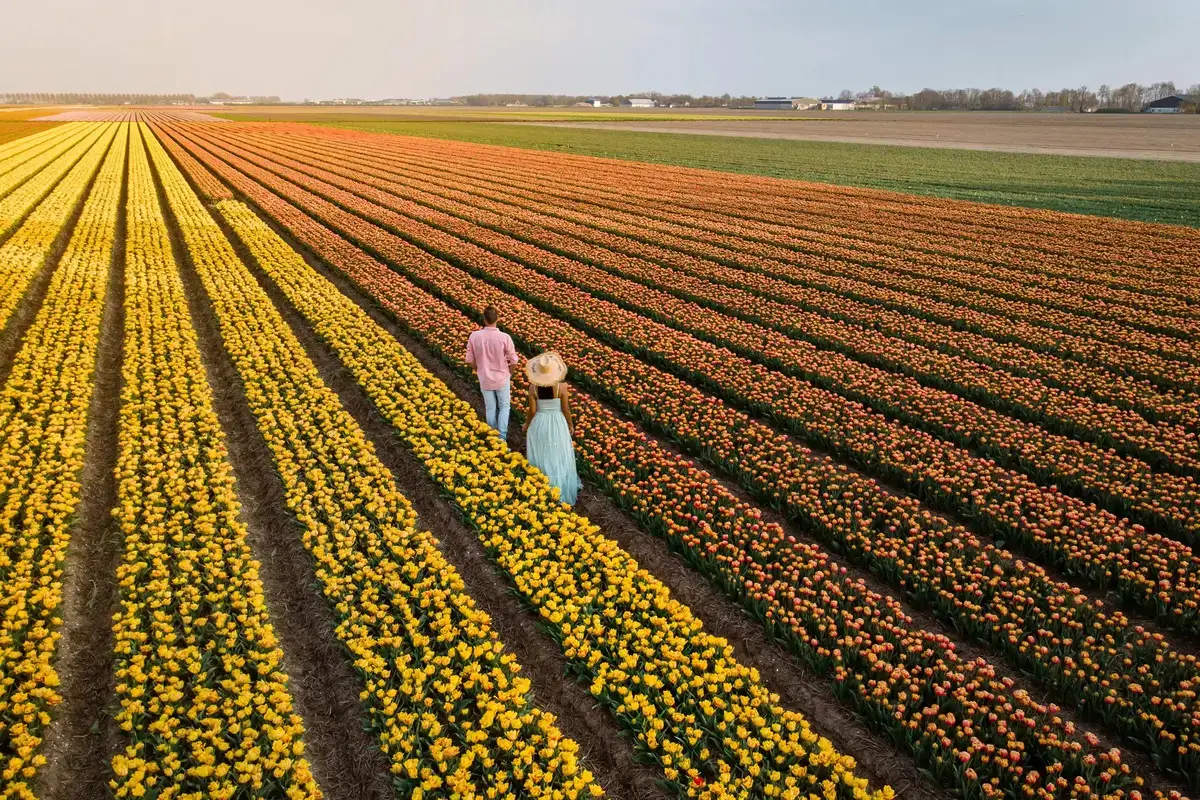 Bloembollenvelden met tulpen in bloei